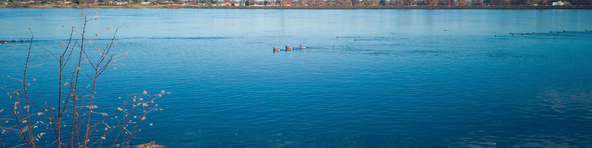 Paddling ducks in the Columbia River with blue skies and clouds on a sunny morning in Kennewick-Pasco Washington