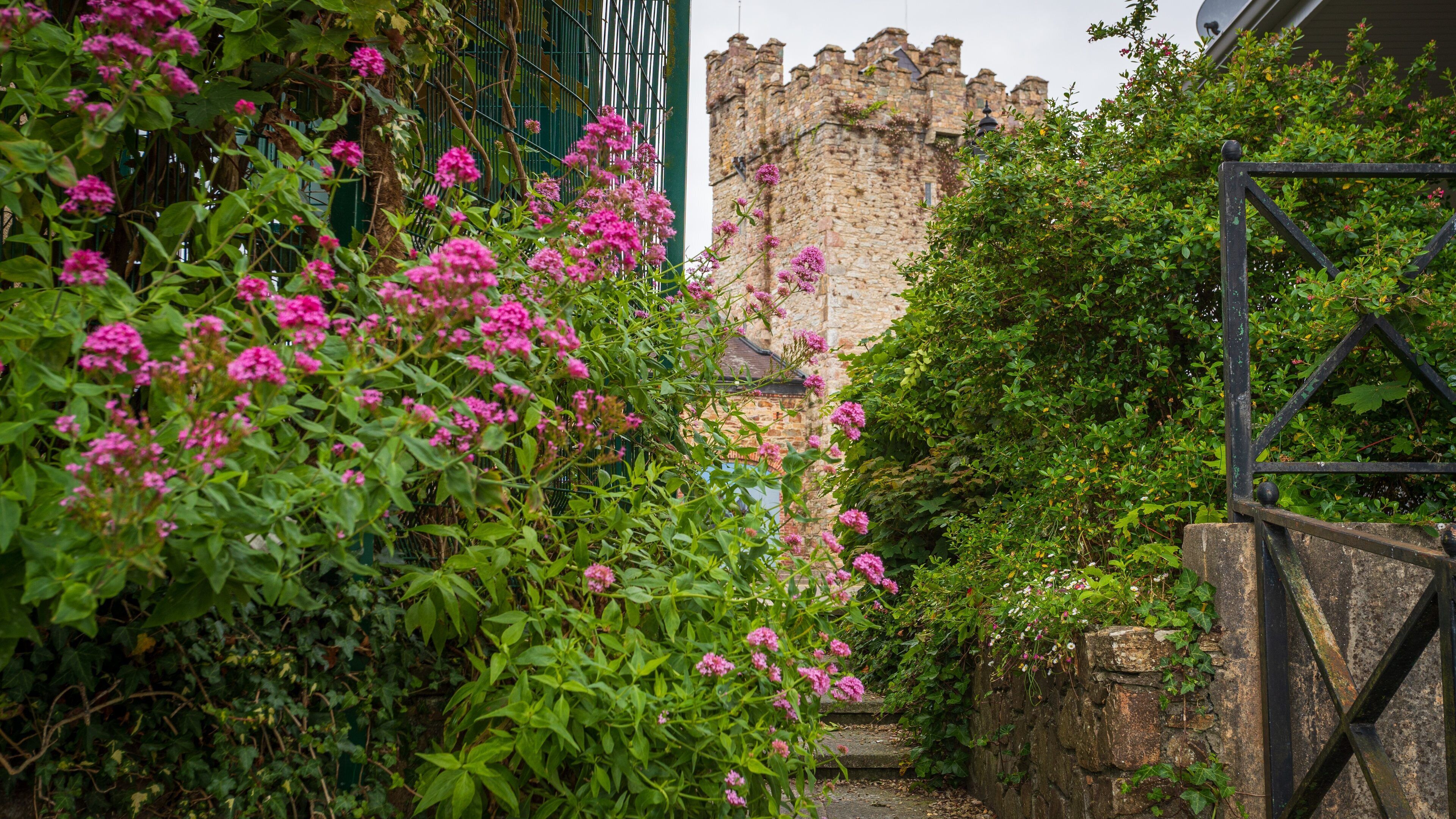 Selskar Abbey which includes chateau or palace, heritage architecture and wildflowers