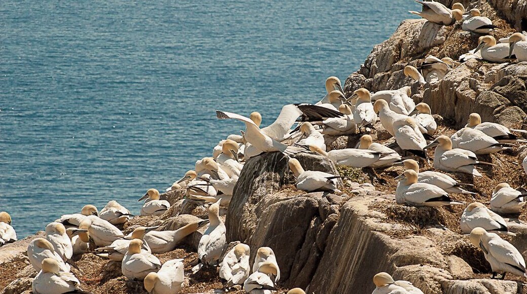 if you like photography you should visit the Saltee Islands off the coast of Co Wexford, Ireland. One end of the island has about a bazillion gannets and you really get that 'David Attenborough' feeling from the spectacle and the noise. You'll also pass Puffins, Razorbills, Cormorants and Seagulls. (Mind the Seagulls if their nesting) There are NO facilities on the island so plan ahead!