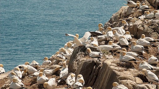 if you like photography you should visit the Saltee Islands off the coast of Co Wexford, Ireland. One end of the island has about a bazillion gannets and you really get that 'David Attenborough' feeling from the spectacle and the noise. You'll also pass Puffins, Razorbills, Cormorants and Seagulls. (Mind the Seagulls if their nesting) There are NO facilities on the island so plan ahead!