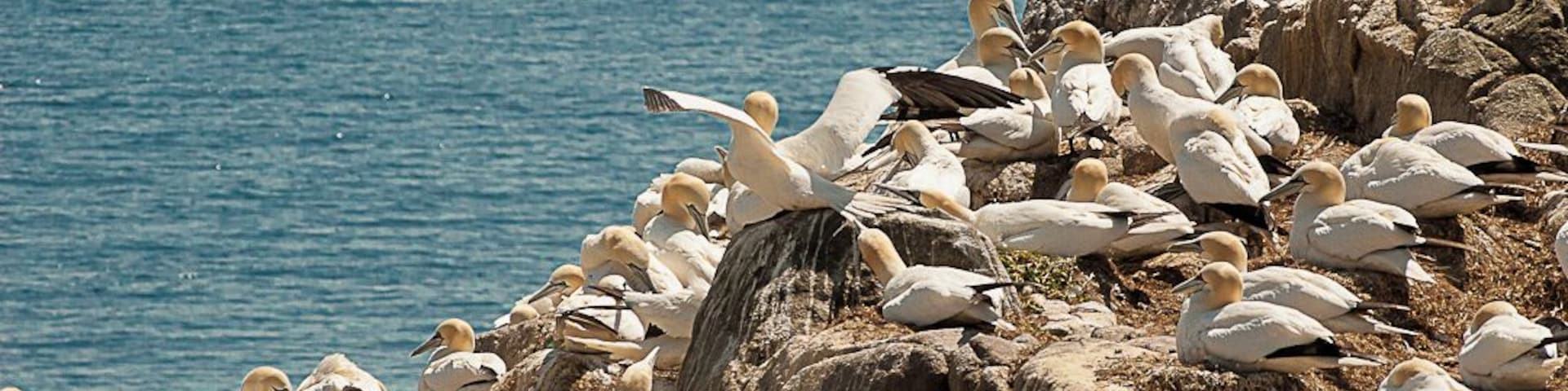 if you like photography you should visit the Saltee Islands off the coast of Co Wexford, Ireland. One end of the island has about a bazillion gannets and you really get that 'David Attenborough' feeling from the spectacle and the noise. You'll also pass Puffins, Razorbills, Cormorants and Seagulls. (Mind the Seagulls if their nesting) There are NO facilities on the island so plan ahead!
