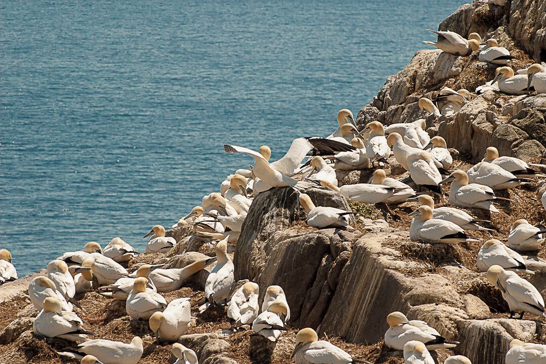 A rocky coastline with a flock of seabirds perched on the rocks.