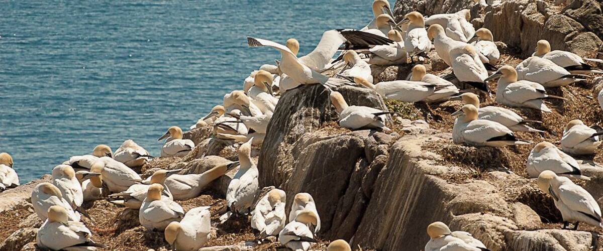 A rocky coastline with a flock of seabirds perched on the rocks.