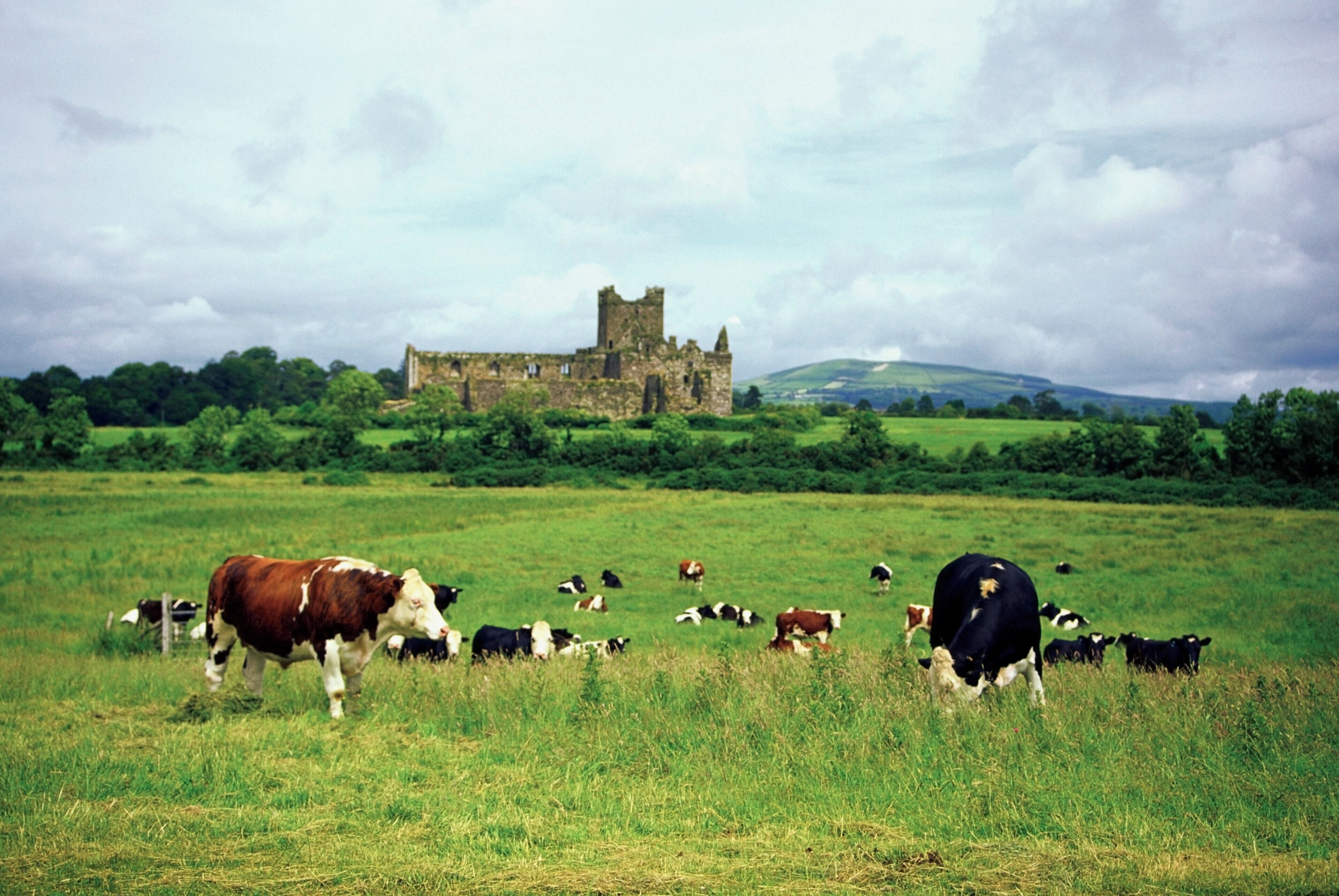 Cows grazing on a field, Dunbrody Abbey, Waterford, Ireland