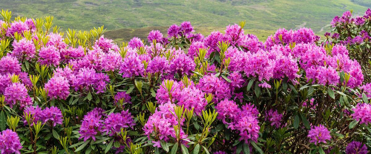 A field of vibrant pink flowers with a mountainous landscape in the background.