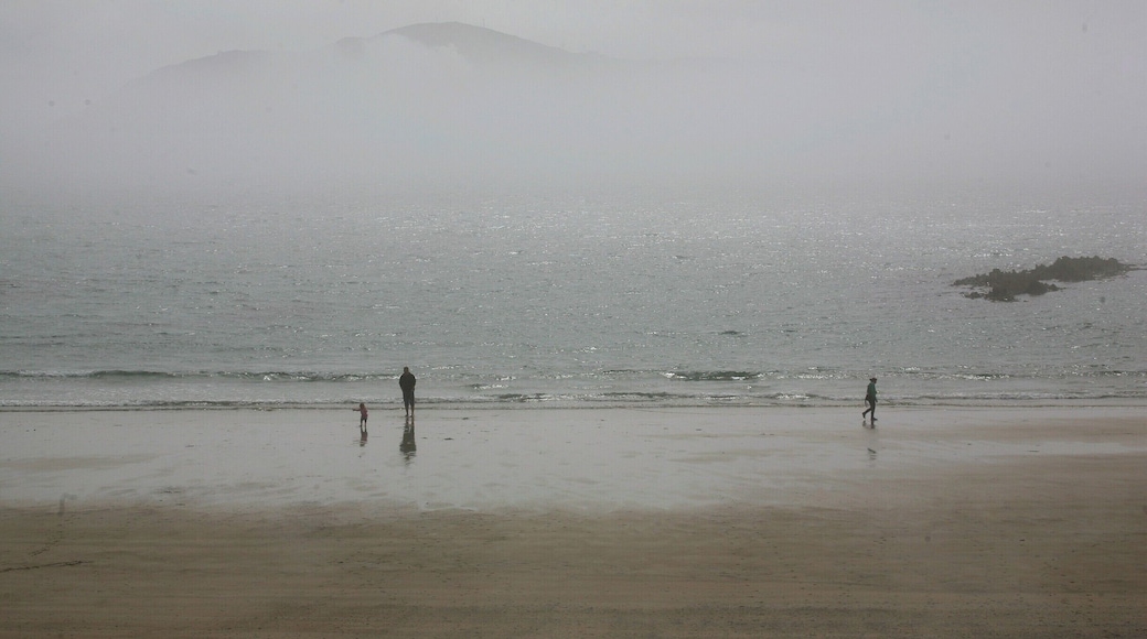 Sherkin Island lies in the sheltered waters of Roaringwater Bay, west Cork. It is a relatively small island, no more than 5km by 3km, with a current population of approximately 100. There is easy access by ferry from Baltimore, a trip of about 15 minutes. The island offers a special experience for anyone with an interest in wildlife and the marine. It is one of the best places in Europe to observe the European Otter (Lutra lutra) - there are signs of them everywhere if you know what to look for. The island is also home to the independently run Sherkin Island Marine Station, which celebrates its 40th anniversary this year.
