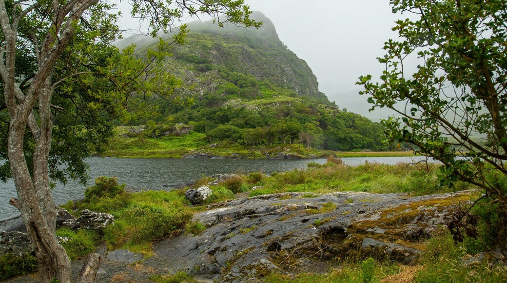 Killarney National Park showing mist or fog, tranquil scenes and a lake or waterhole