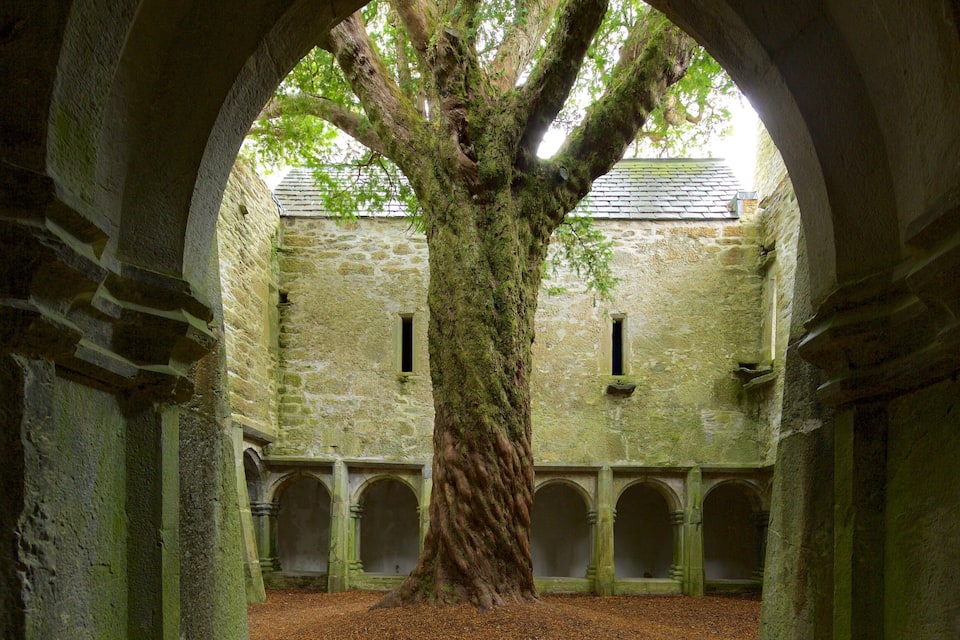 A large tree in an arched stone corridor with a stone building in the background.