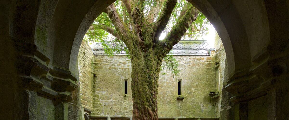 A large tree in an arched stone corridor with a stone building in the background.