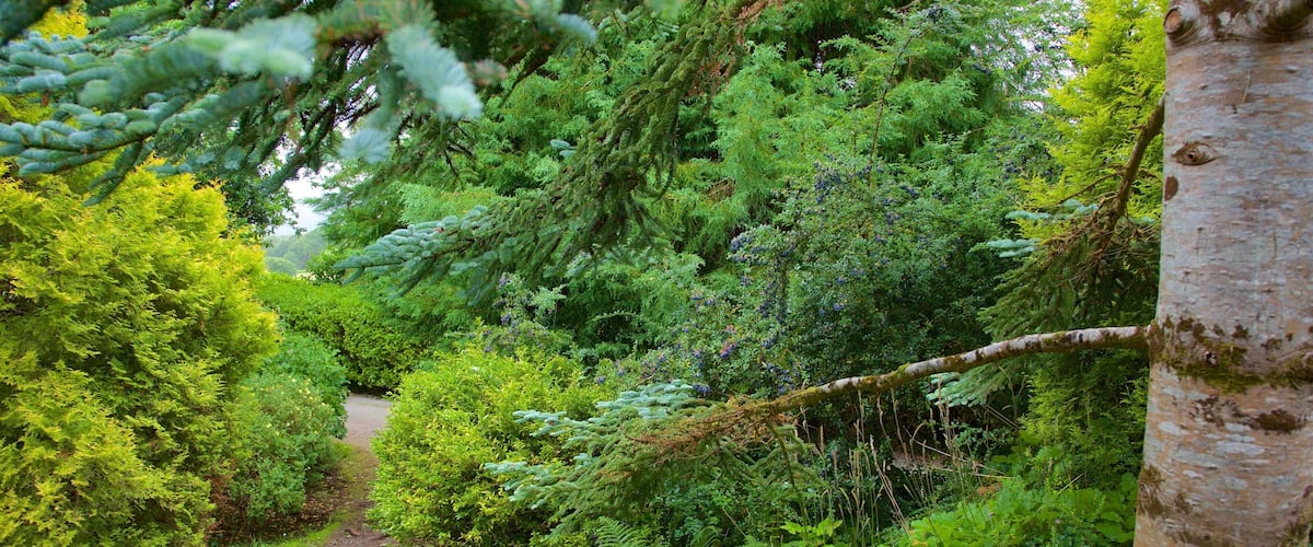 A forested area with a dirt path, dense greenery, and a birch tree.