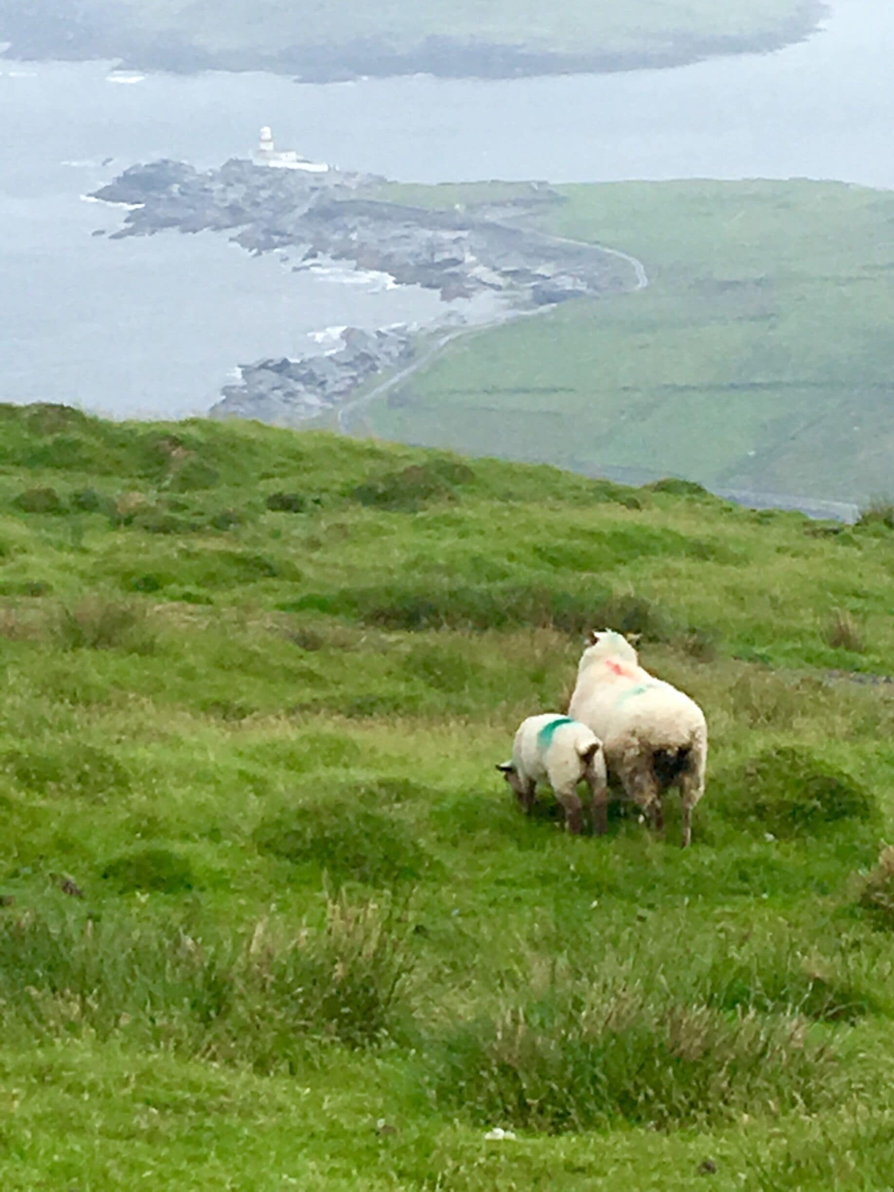 Isn't that a quintessential Irish picture. It is a rainy afternoon on Valentia island and we are on top of the Geokaun mountain looking out at the Valentia lighthouse with some of the resident sheep. What is special about the Geokaun mountain is that it is the only mountain in Ireland that you can drive to the top. There were fantastic views and very little people. 

#valentiaisland #geokaunmountain #portmagee #ireland #sheep #countykerry 