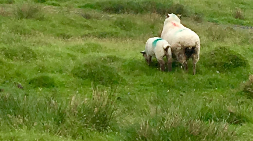 Isn't that a quintessential Irish picture. It is a rainy afternoon on Valentia island and we are on top of the Geokaun mountain looking out at the Valentia lighthouse with some of the resident sheep. What is special about the Geokaun mountain is that it is the only mountain in Ireland that you can drive to the top. There were fantastic views and very little people.
#valentiaisland #geokaunmountain #portmagee #ireland #sheep #countykerry