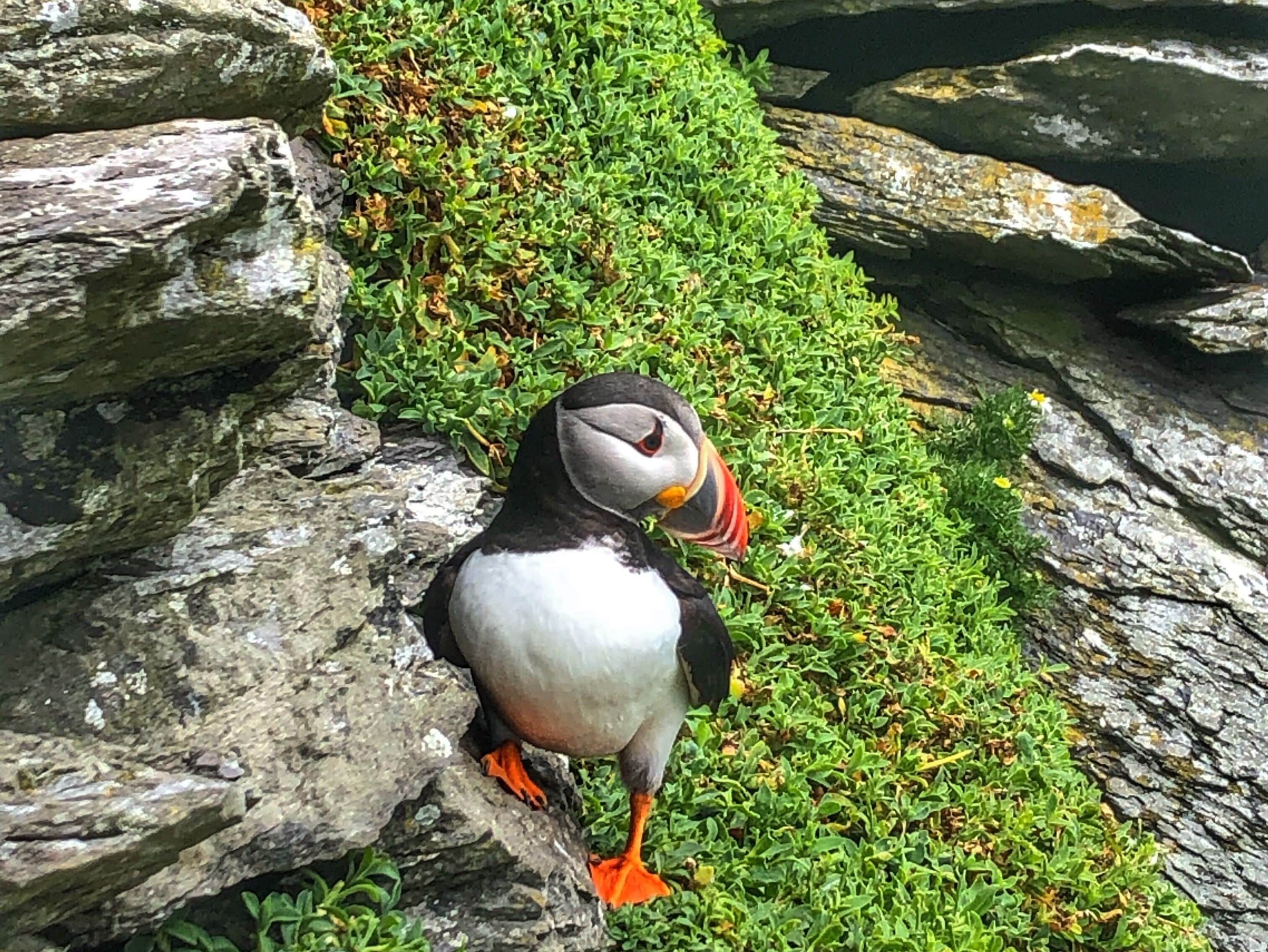 A puffin on a rocky shore with green vegetation.