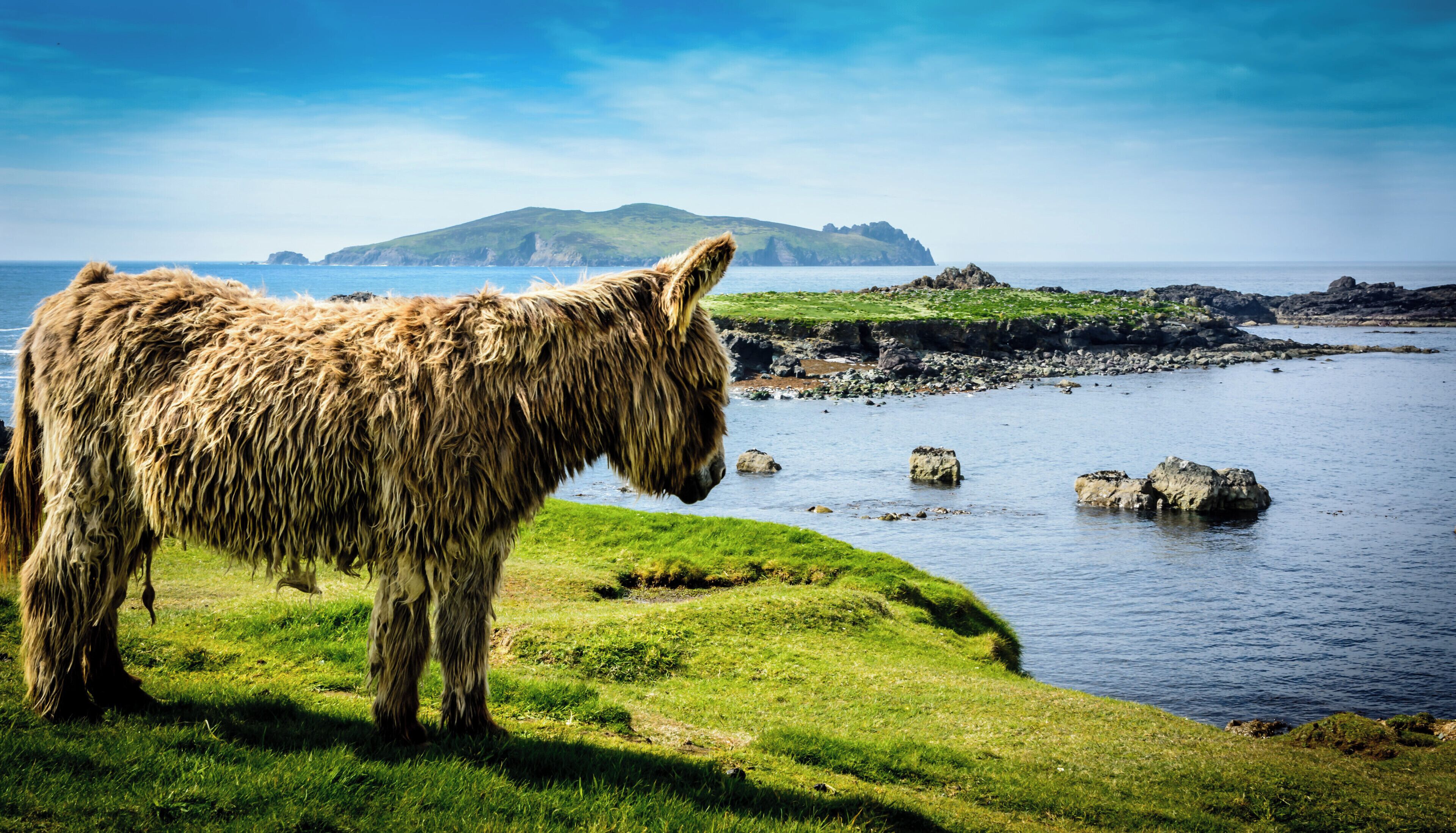 Beautiful day and a friendly friend along the way, A fantastic days walking on the great blasket is a must. Unspoiled, deserted, except for sheep donkeys, seals, birds and wildlife. Be sure to check it out.