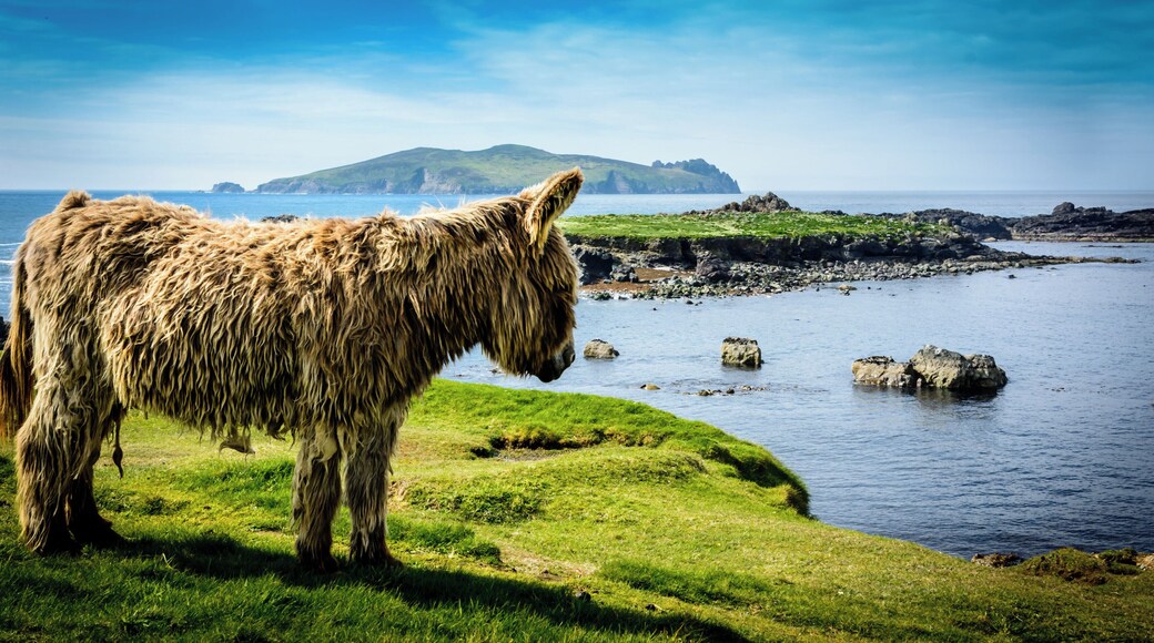 Beautiful day and a friendly friend along the way, A fantastic days walking on the great blasket is a must. Unspoiled, deserted, except for sheep donkeys, seals, birds and wildlife. Be sure to check it out.