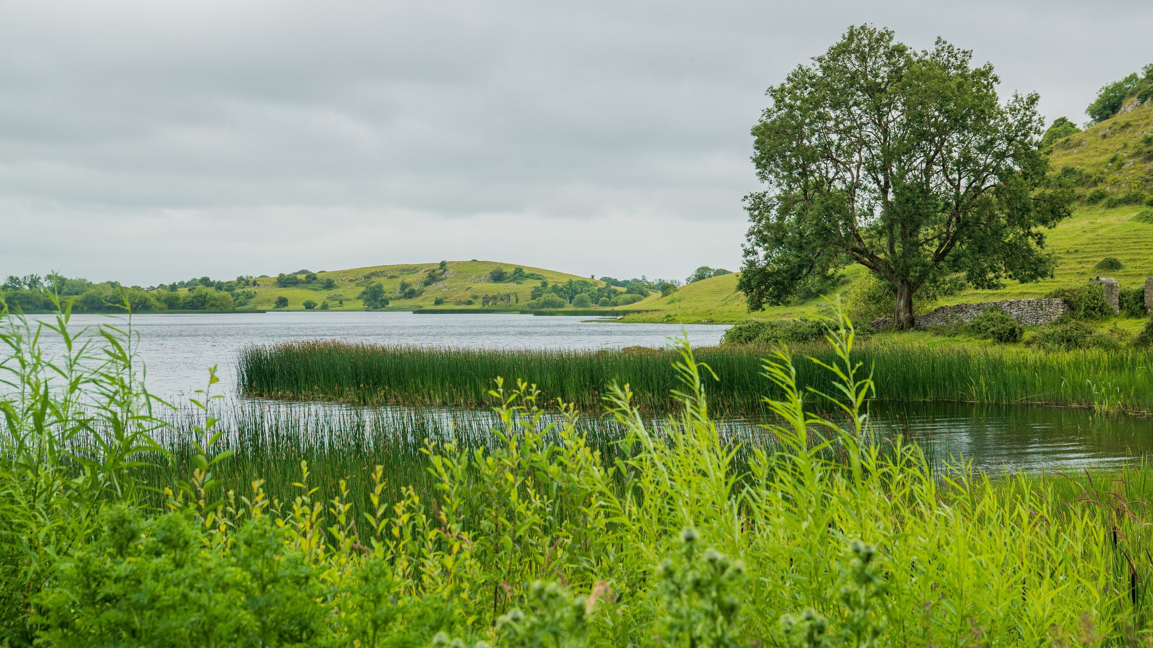 A lake surrounded by lush green hills and a prominent tree.