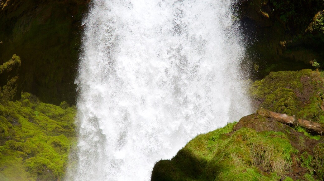 Willamette nasjonalskog fasiliteter samt vannfall