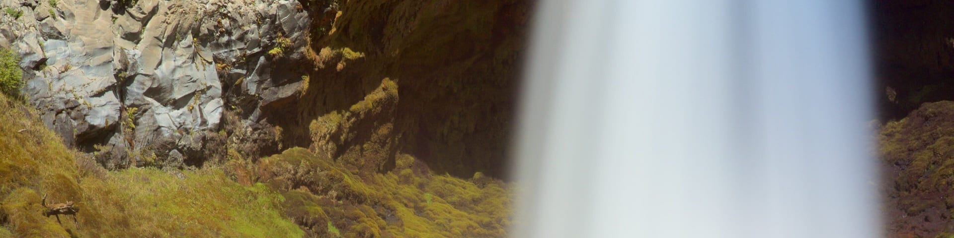 Willametten kansallismetsä featuring putous