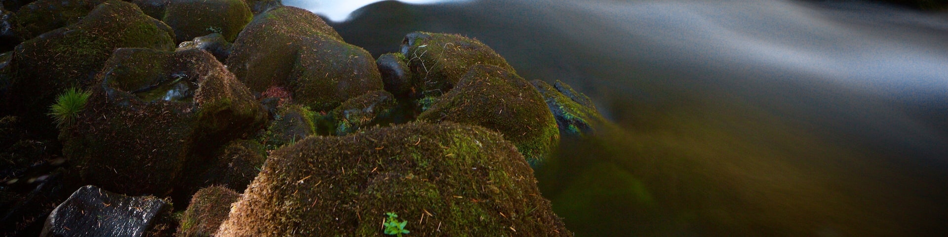 A river flowing through a forest with moss-covered rocks and trees.