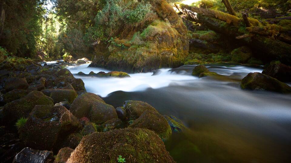A river flowing through a forest with moss-covered rocks and trees.