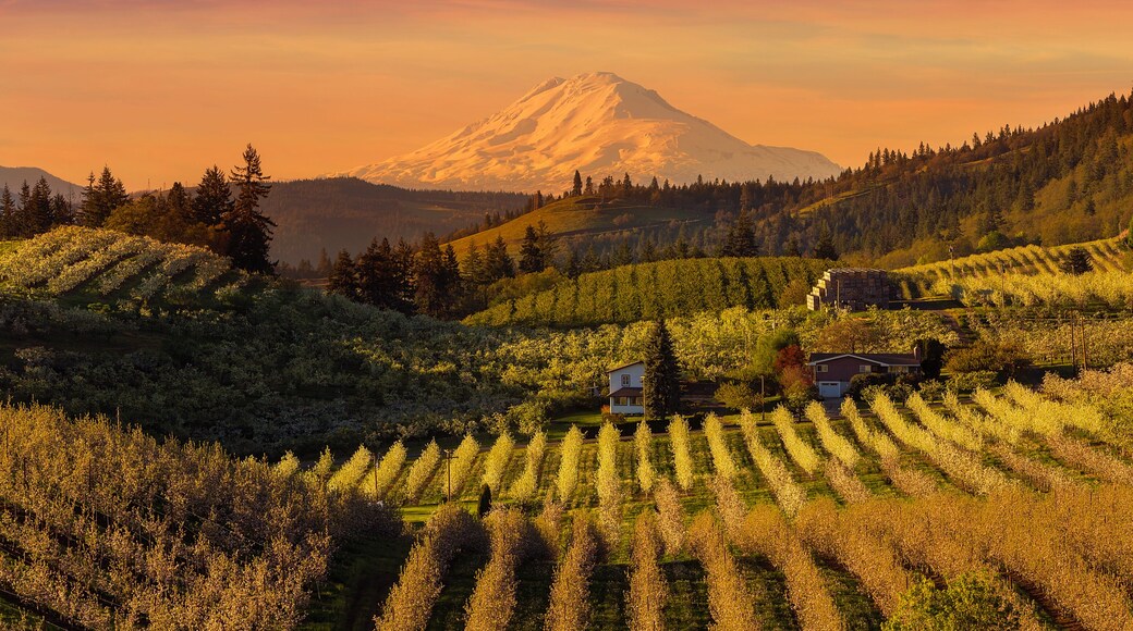 Mount Hood National Forest