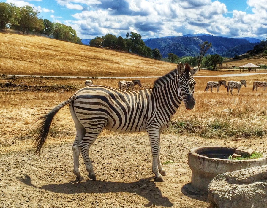 The Wildlife Safari is such an awesome place! It has been around for 38 years and was one of my favorite places I ever visited as a child. My children feel the same after visiting in the summer of 2014.
This 600 acre park is home to over 500 animals and features a drive through park as well as a walk through viewing area, cafe and gift shop.
One of our favorite parts is in a particular area of the drive-thru park, you can buy food and feed the animals which are emus and different types of deer from your car. Get your camera ready as hilarity ensues!
http://www.wildlifesafari.net