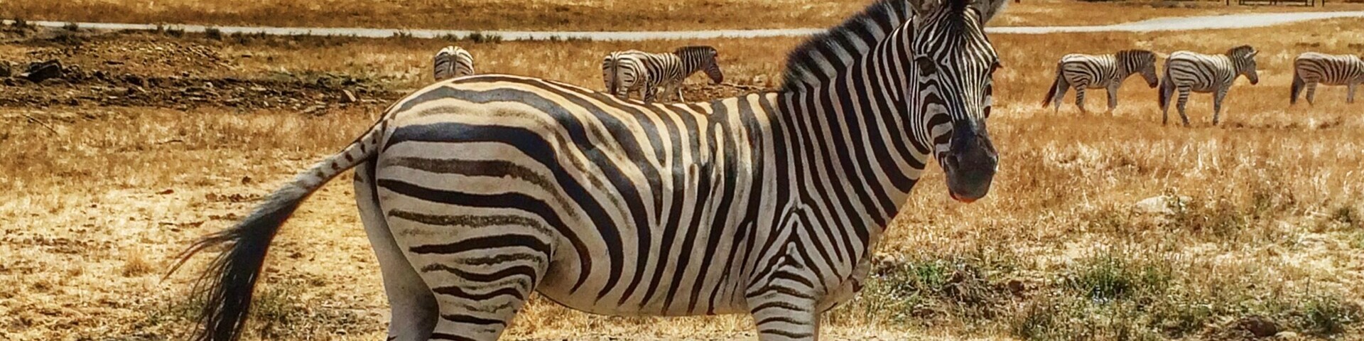 The Wildlife Safari is such an awesome place! It has been around for 38 years and was one of my favorite places I ever visited as a child. My children feel the same after visiting in the summer of 2014.
This 600 acre park is home to over 500 animals and features a drive through park as well as a walk through viewing area, cafe and gift shop.
One of our favorite parts is in a particular area of the drive-thru park, you can buy food and feed the animals which are emus and different types of deer from your car. Get your camera ready as hilarity ensues!
http://www.wildlifesafari.net