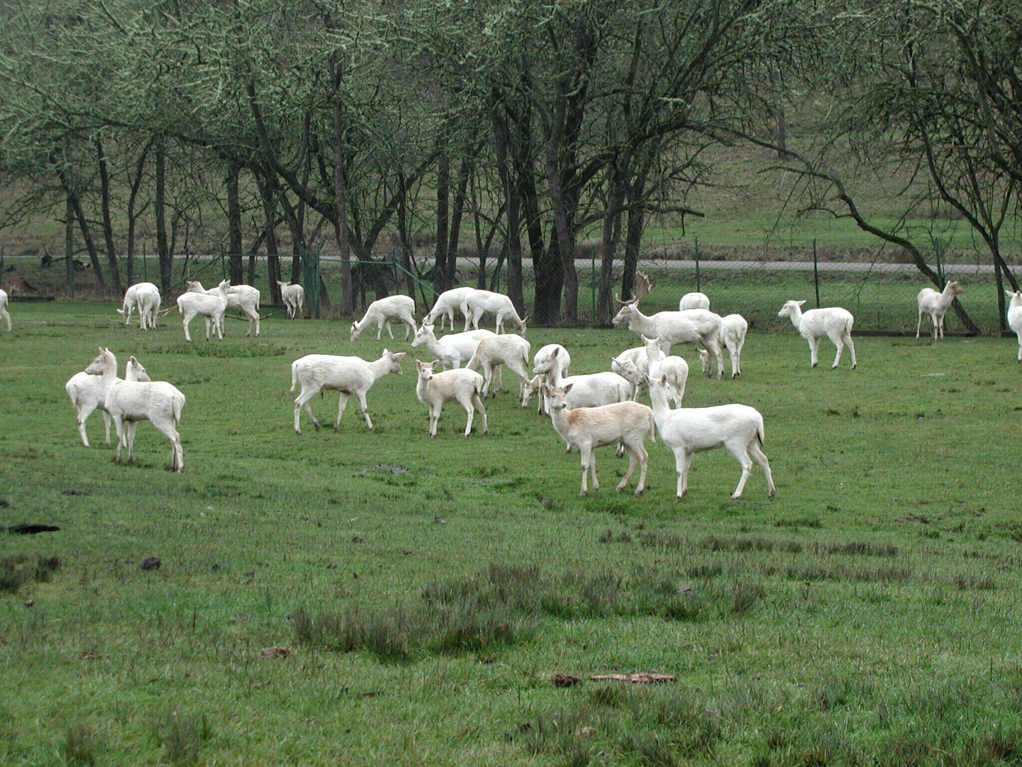 The herds tend to be nearer the road in the morning and then move into the wooded shady areas by mid-day. #Wildlife #safari #wildlifesafari