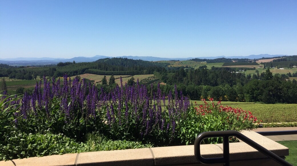 View from the patio. Some of the best sweet wines I've ever tasted.