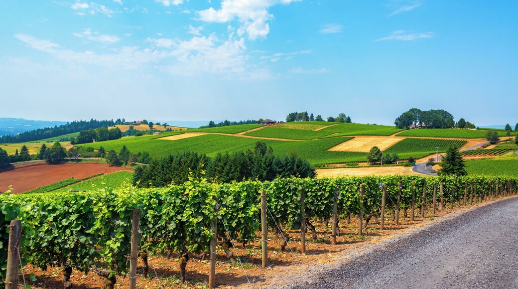 Hills covered in vineyards in the Dundee Hills in Oregon wine country