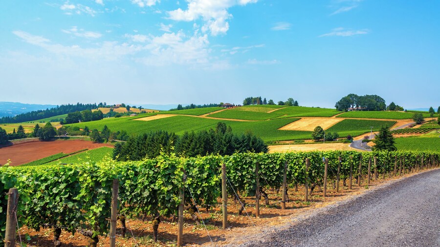 Hills covered in vineyards in the Dundee Hills in Oregon wine country
