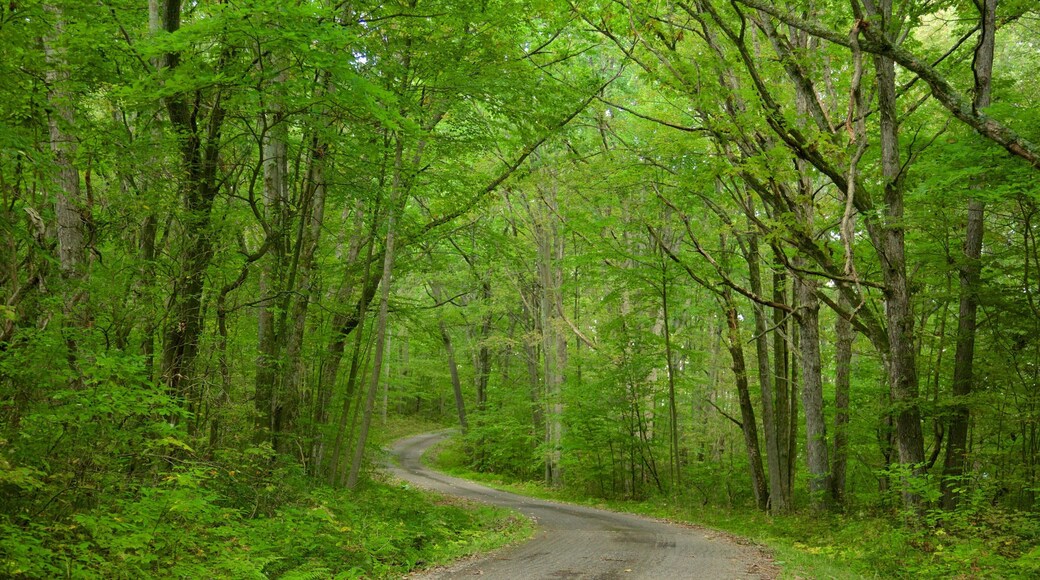Allegheny National Forest which includes rainforest and forests