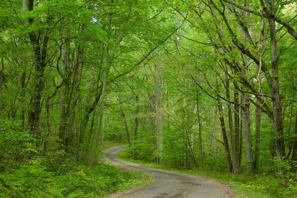 A winding road through a dense forest with tall trees and lush greenery.