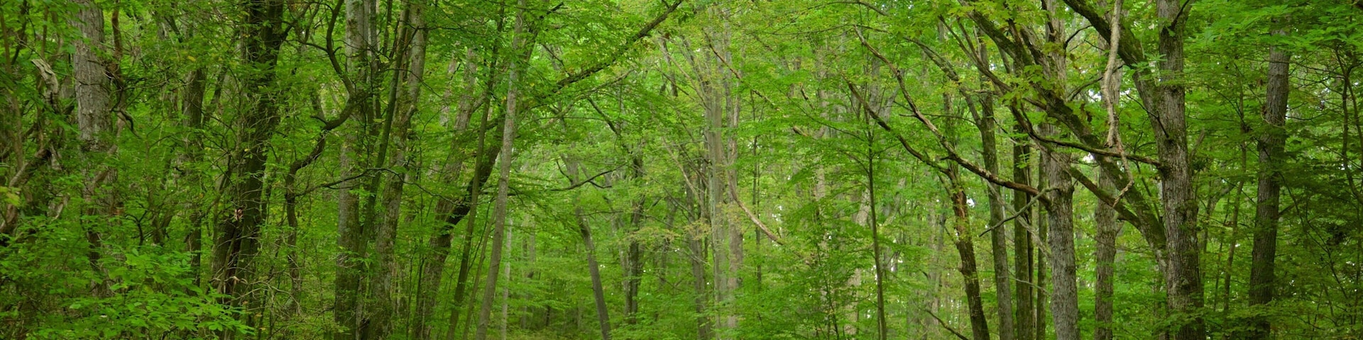 Allegheny National Forest which includes rainforest and forests