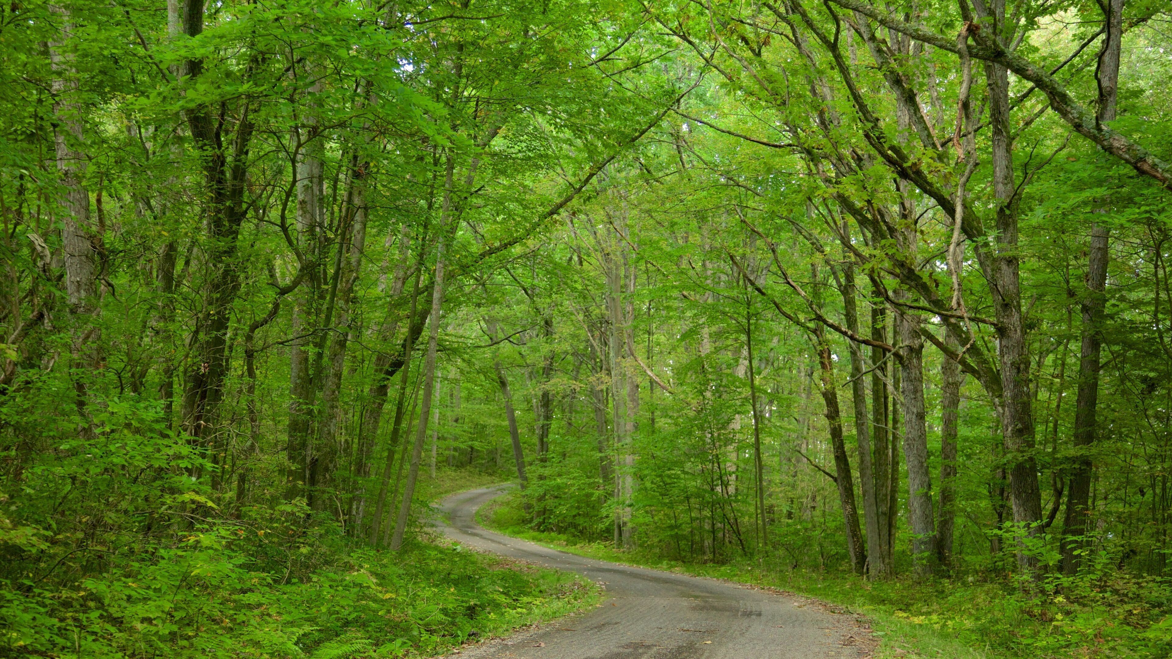 A winding road through a dense forest with tall trees and lush greenery.