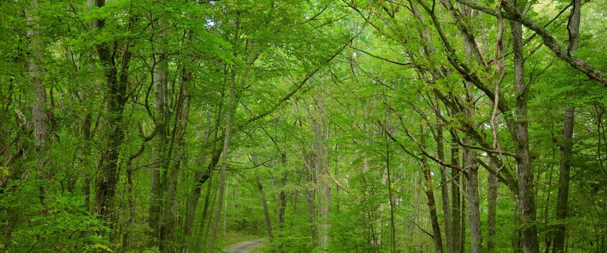 A winding road through a dense forest with tall trees and lush greenery.