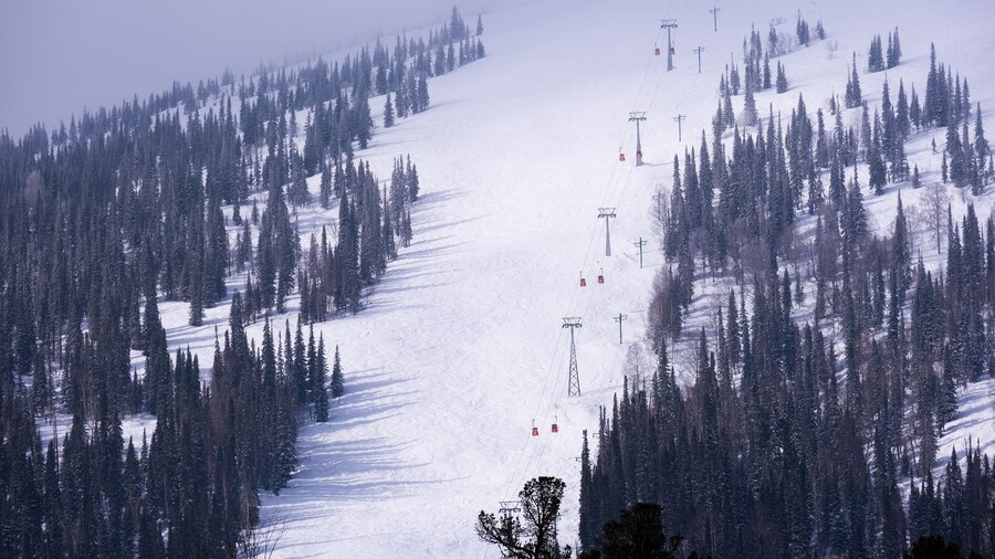 Snow covered trees and mountains