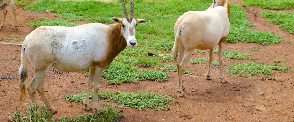 National Zoological Gardens of South Africa featuring animals