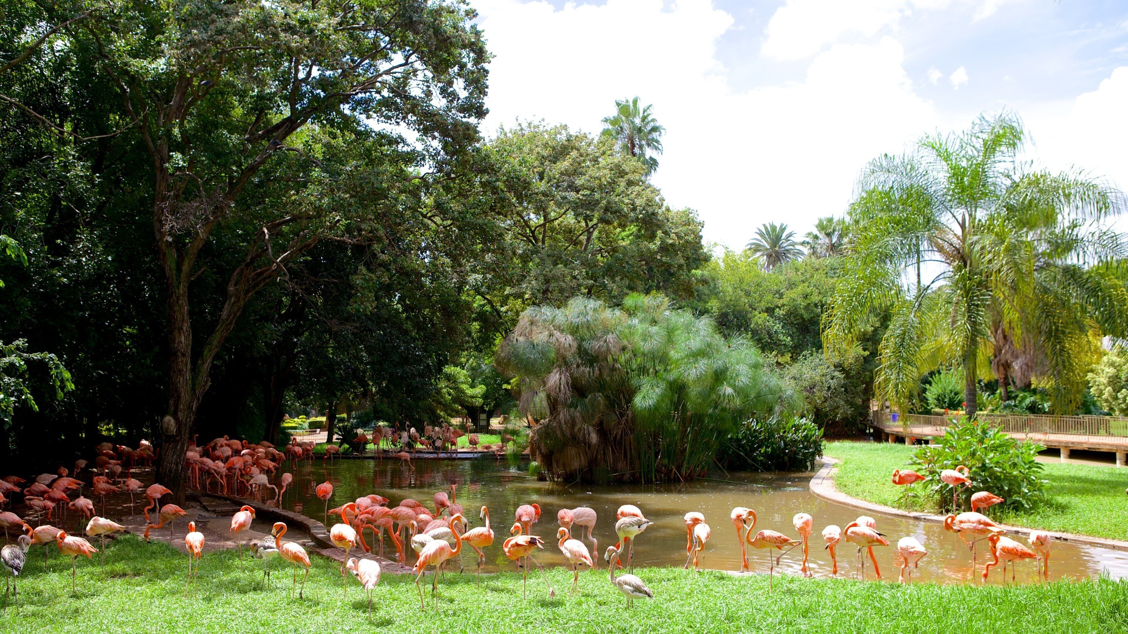 National Zoological Gardens of South Africa which includes a garden, bird life and a pond