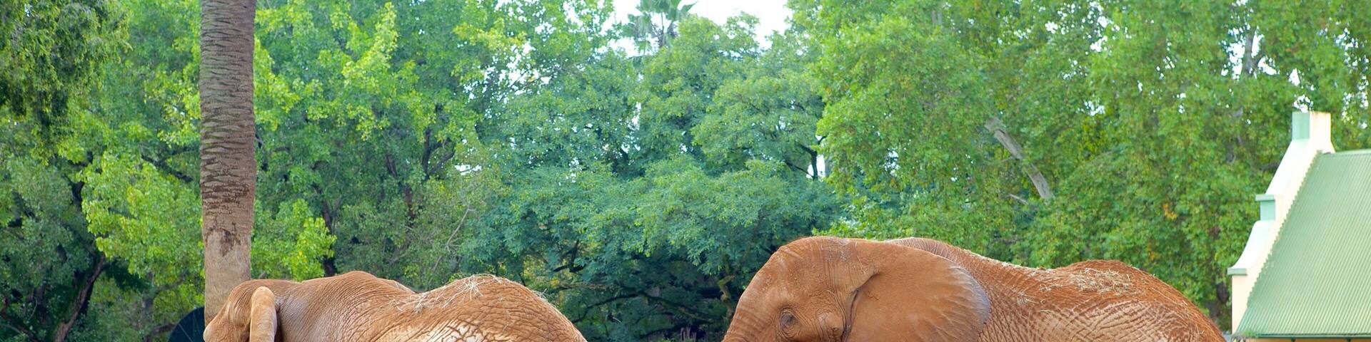 National Zoological Gardens of South Africa ofreciendo un parque, animales terrestres y animales del zoológico