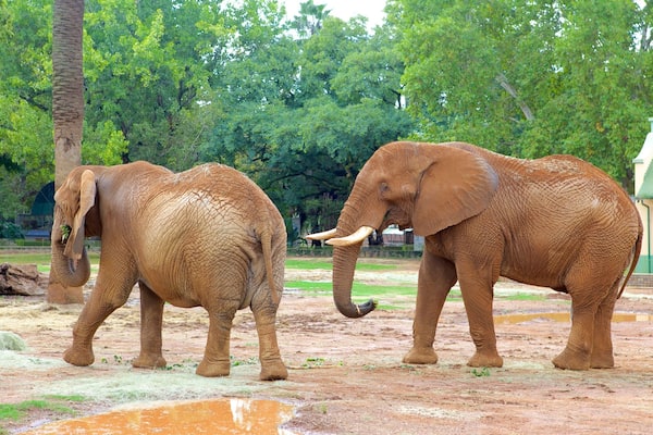 National Zoological Gardens of South Africa mit einem Park, Landtiere und Zootiere
