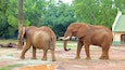 National Zoological Gardens of South Africa featuring zoo animals, land animals and a park