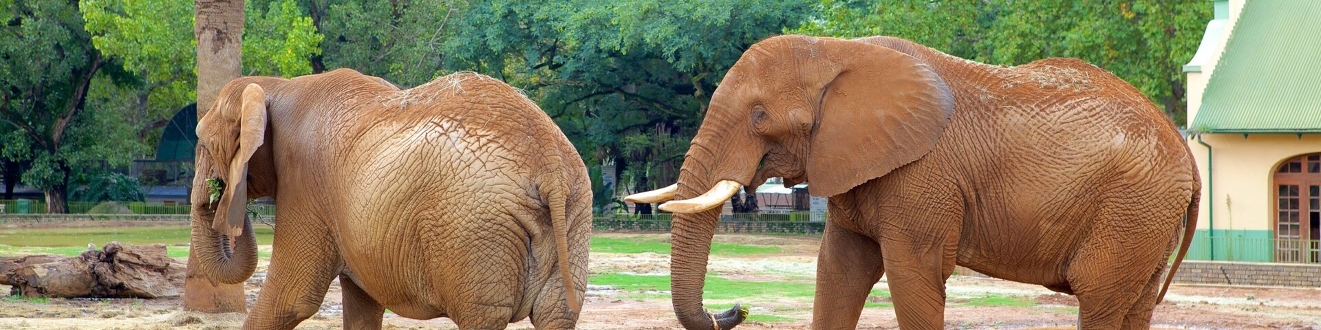National Zoological Gardens of South Africa featuring zoo animals, land animals and a park