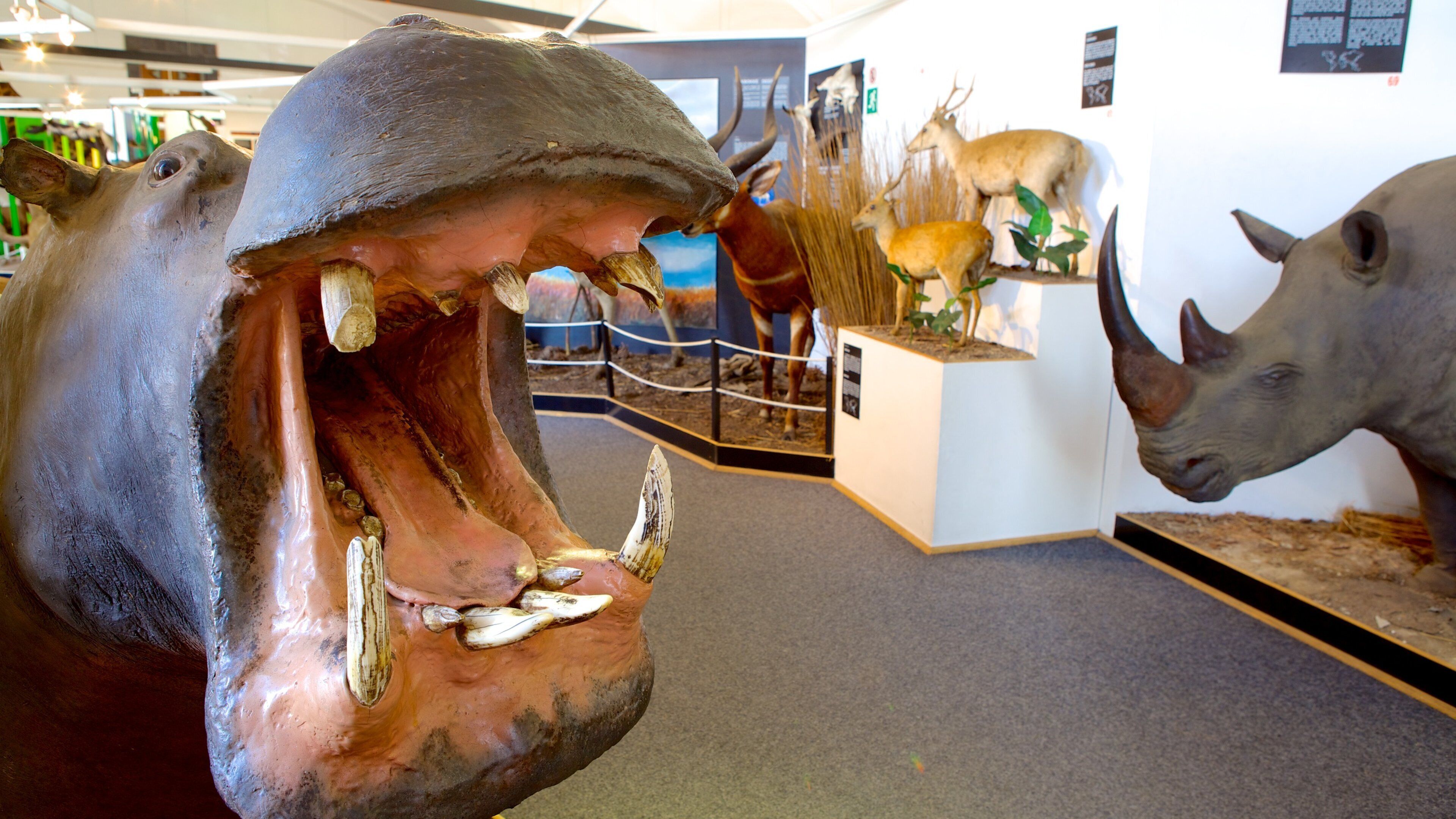 National Cultural History Museum featuring interior views