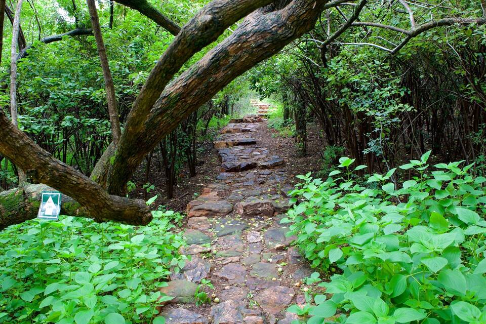 Uma trilha de pedra serpenteia por uma floresta com folhagem verde exuberante e um galho de árvore grande projetando-se sobre o caminho.