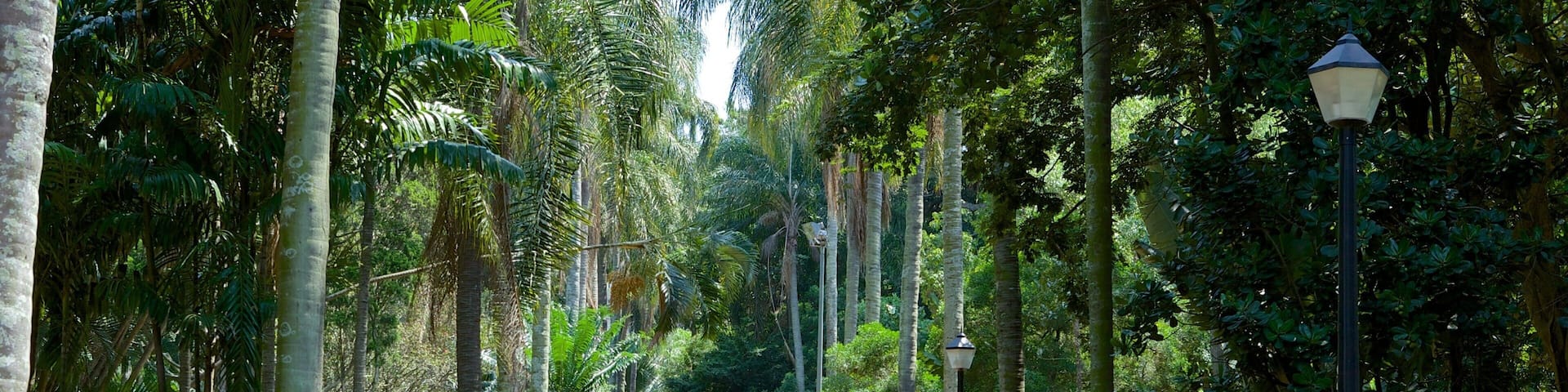 A paved pathway flanked by tall trees and lush greenery, leading into a dense forest.
