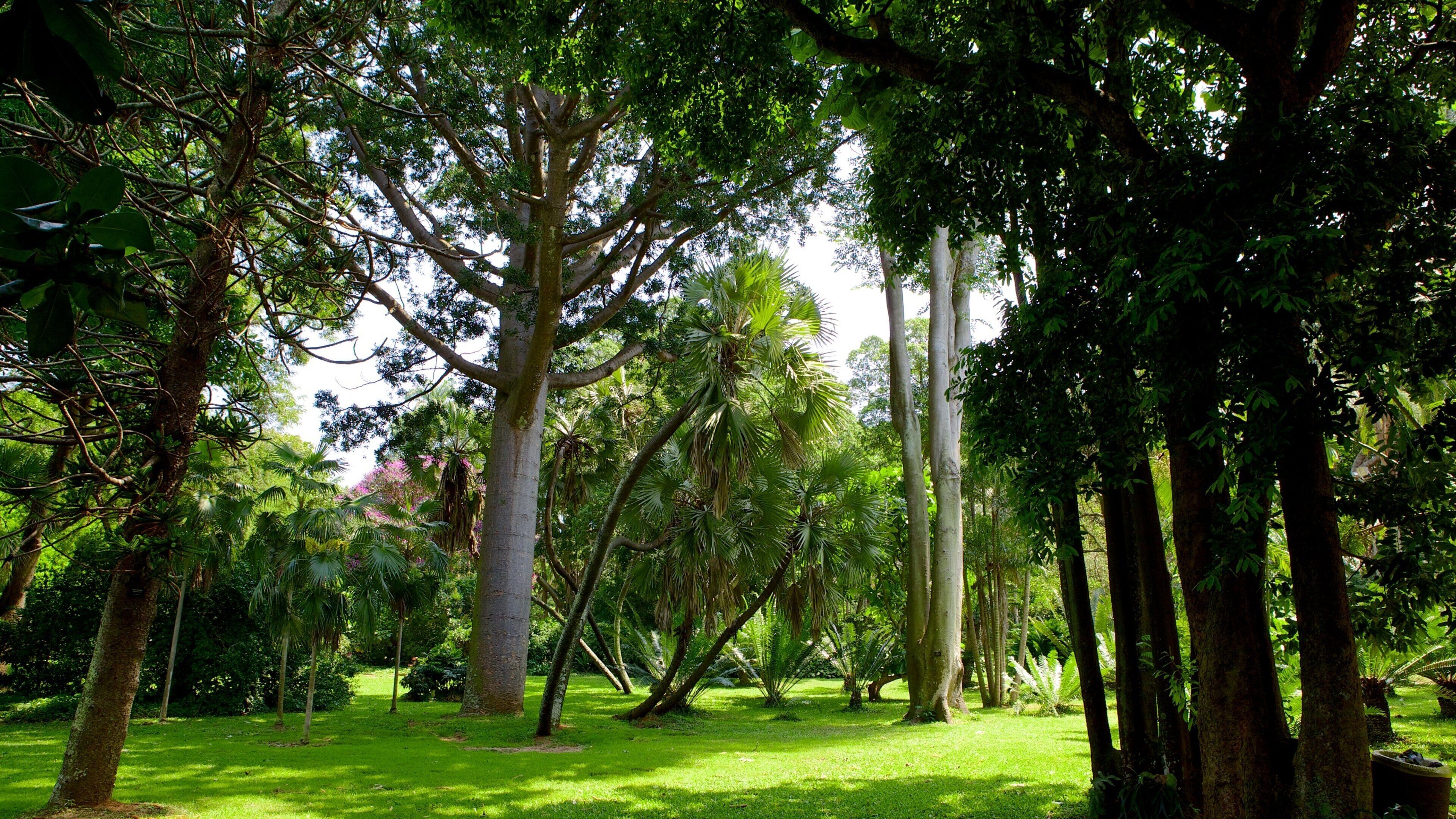 德班植物園 设有 花園