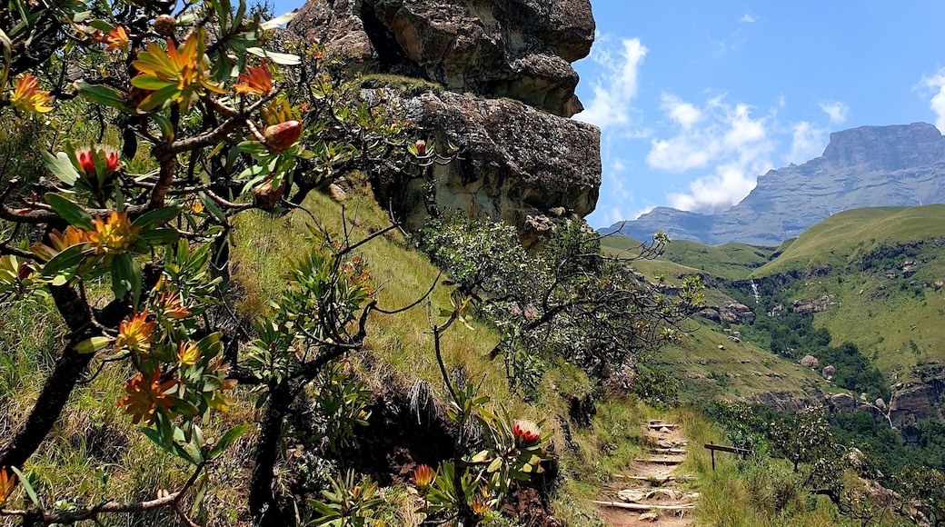 There's an angry looking gorilla on the trail to the Sphinx in Cathkin Park, Drakensberg.
Dare to climb on his head, the view is worth it.