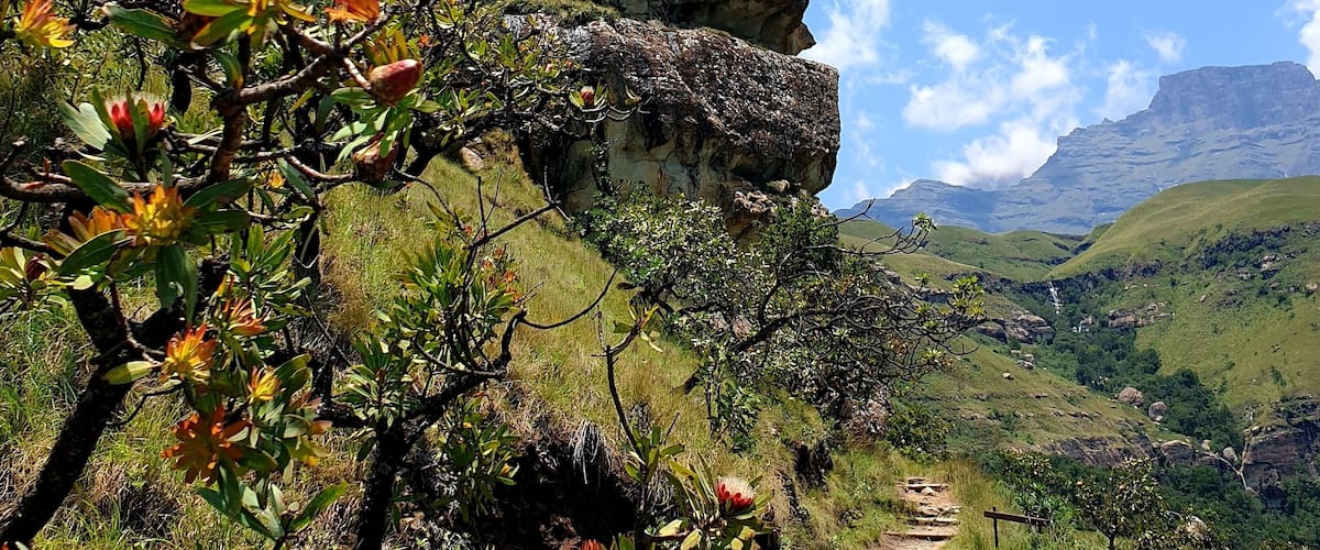 There's an angry looking gorilla on the trail to the Sphinx in Cathkin Park, Drakensberg. 
Dare to climb on his head, the view is worth it.