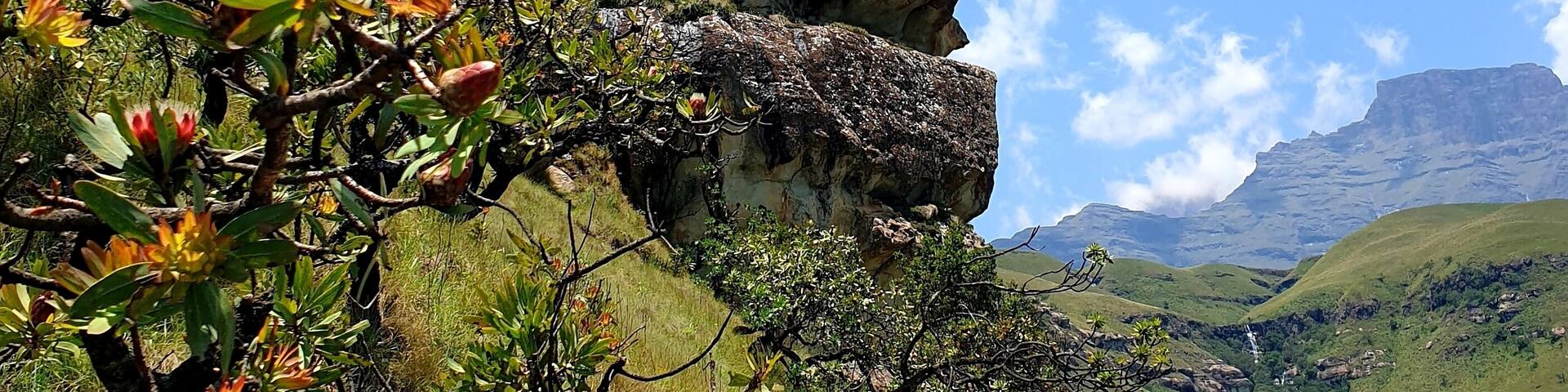There's an angry looking gorilla on the trail to the Sphinx in Cathkin Park, Drakensberg.
Dare to climb on his head, the view is worth it.